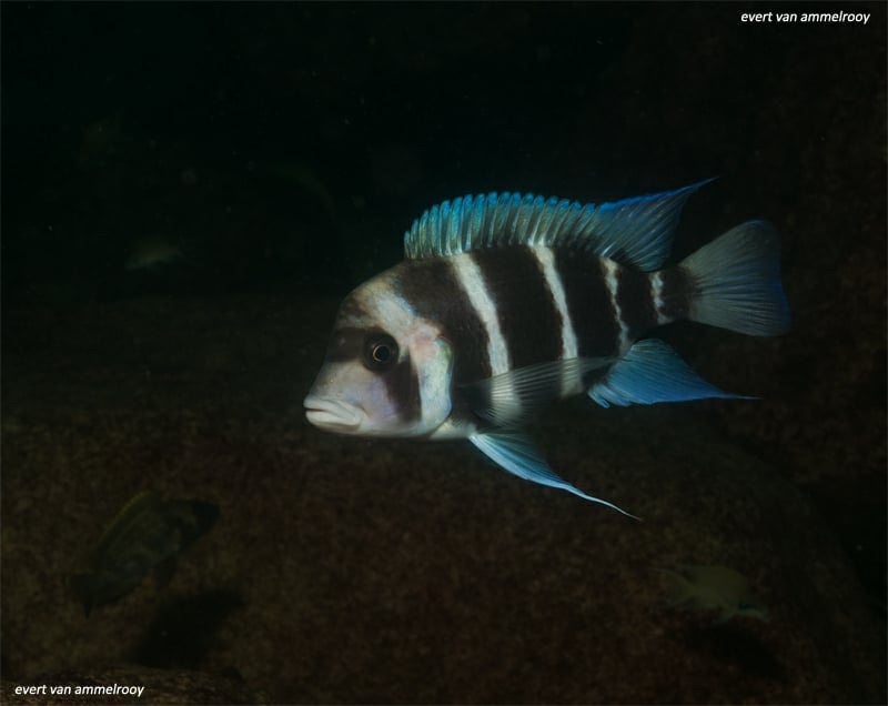 Cyphotilapia gibberosa 'Cape Chaitika'